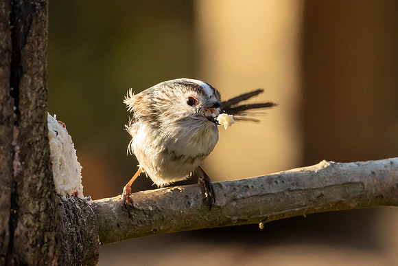 Long Tailed Tit - WT Summer Leys