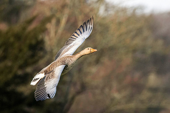Greylag Goose