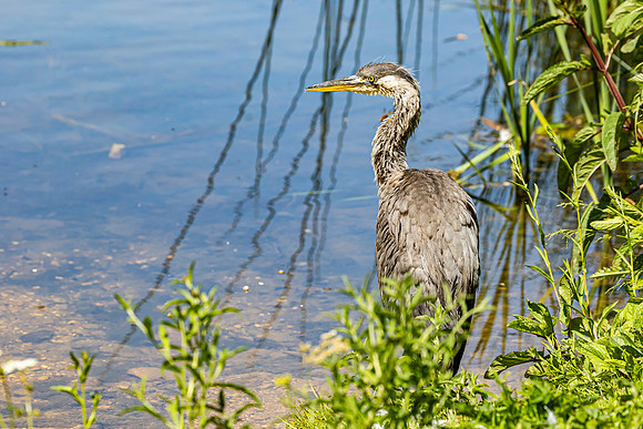 Heron