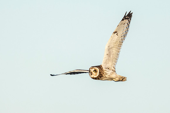 Short Eared Owl - RSPB Nene Washes