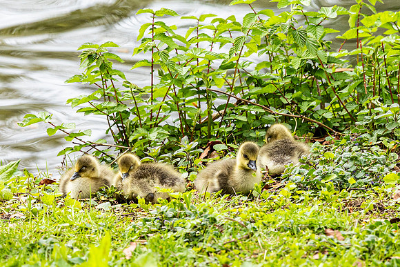 Goslings
