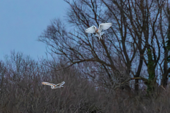 Barn Owl at Dusk - RSPB Fowlmere