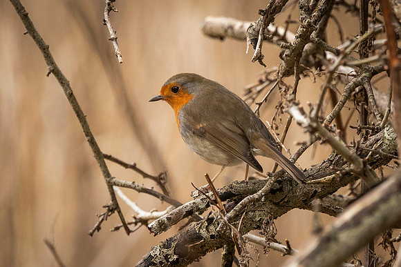 Robin - Fowlmere