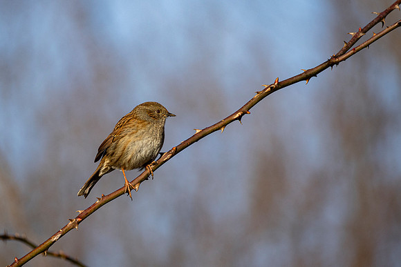 Dunnock - WT Summer Leys
