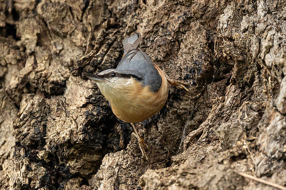 Nuthatch - St Albans