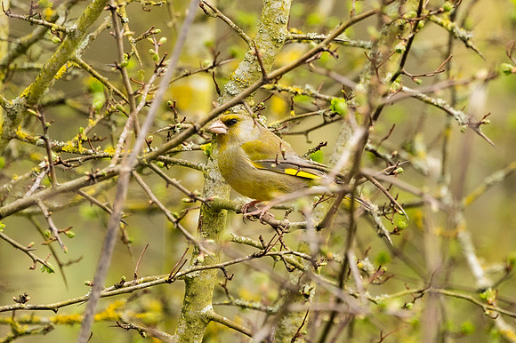 Green Finch - Summer Leys