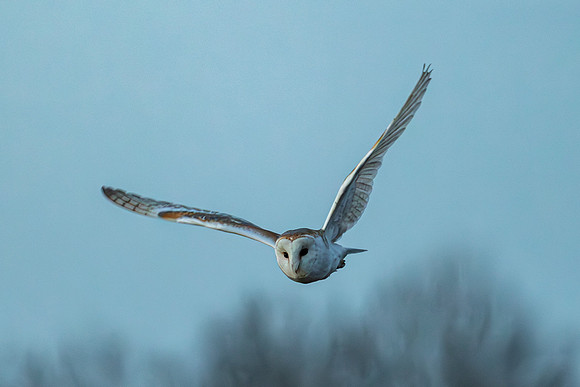 Barn Owl - RSPB Fowlmere