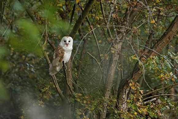 Barn Owl - RSPB Fowlmere