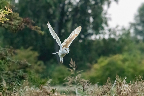 Barn Owl - RSPB Fowlmere