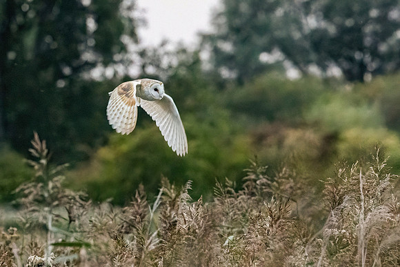 Barn Owl - RSPB Fowlmere