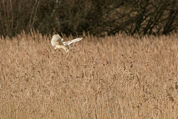 Barn Owl - RSPB Fowlmere