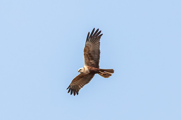 Marsh Harrier - RSPB Fowlmere
