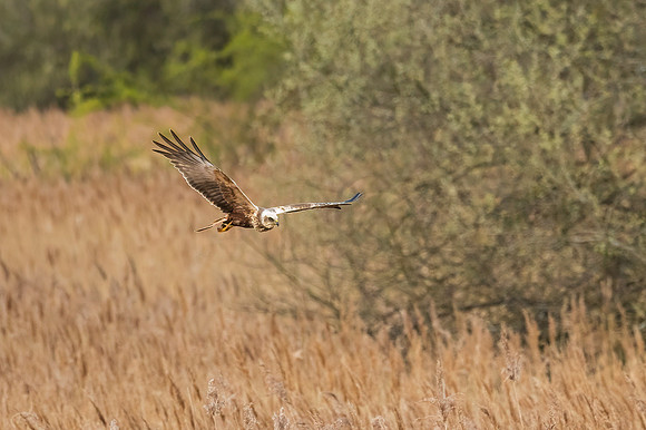 Marsh Harrier - RSPB Fowlmere