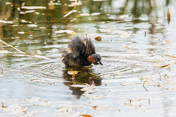 Little Grebe - RSPB Fowlmere