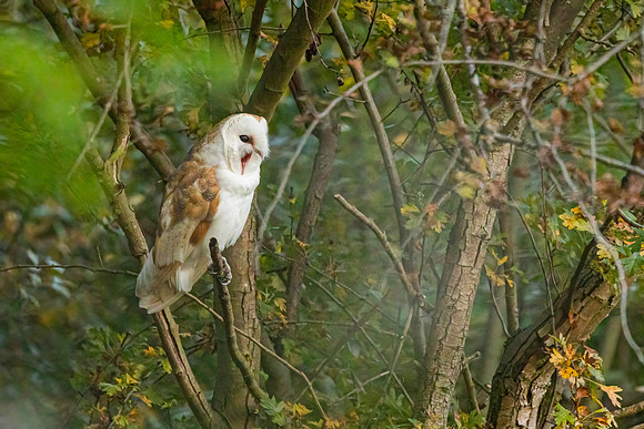 Barn Owl - RSPB Fowlmere
