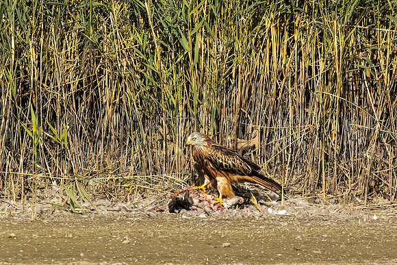 Red Kite - RSPB Otmoor