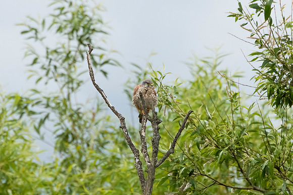 Kestrel - RSPB Rye Meads