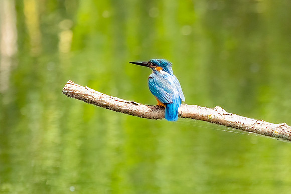 Kinfisher - RSPB Rye Meads
