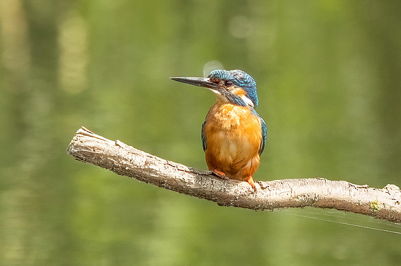 Kingfisher - RSPB Rye Meads