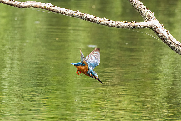 Kingfisher - RSPB Rye Meads