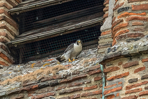 Peregrine Falcon - St Albans