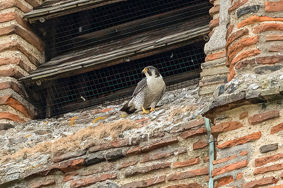 Peregrine Falcon - St Albans