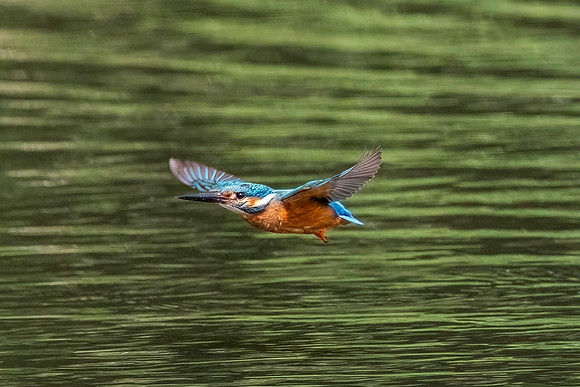 Kingfisher - RSPB Rye Meads
