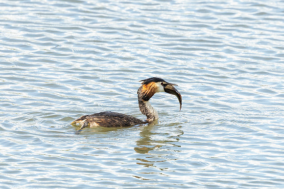 Great Crested Grebe - RSPB Rye Meads