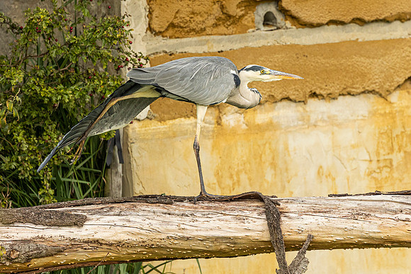 Heron - RSPB Rye Meads