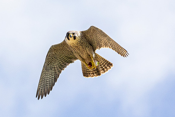 Peregrine Falcon - St Albans