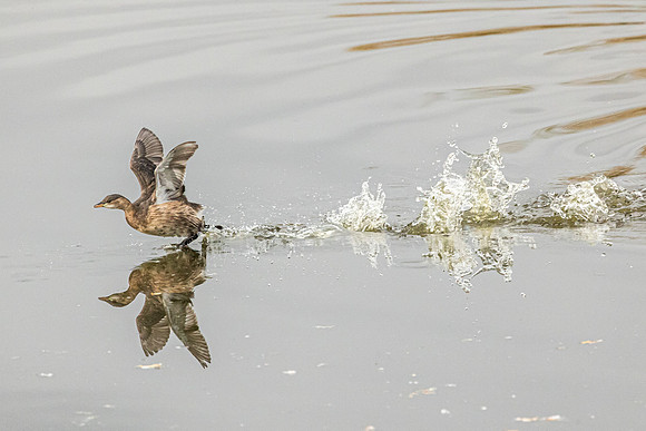 Little Grebe - RSPB Rye Meads