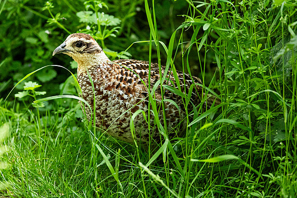 Pheasant - RSPB Fowlmere
