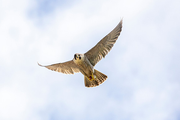 Peregrine Falcon - St Albans