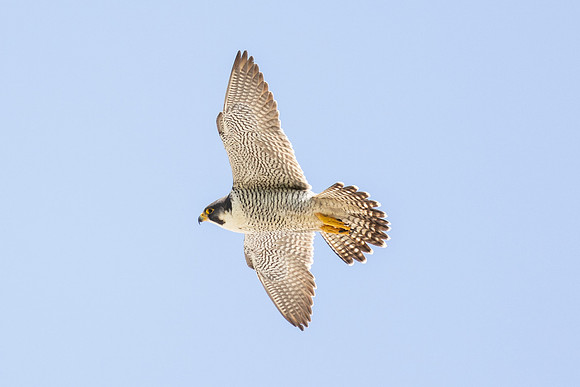 Peregrine Falcon - St Albans
