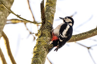 Great Spotted Woodpecker - RSPB Fowlmere