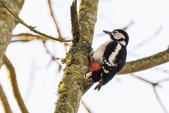 Great Spotted Woodpecker - RSPB Fowlmere