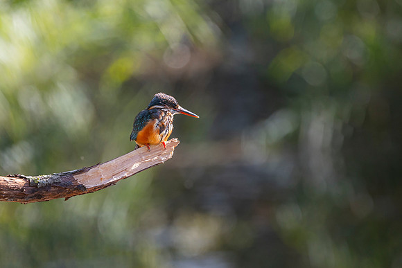 Kingfisher - RSPB Fowlmere