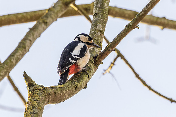 Great Spotted Woodpeck - RSPB Fowlmere
