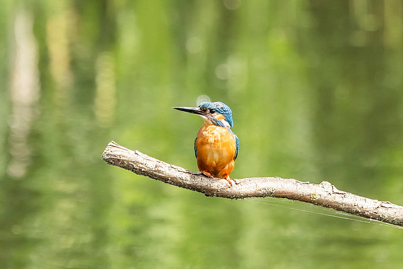 Kingfisher - RSPB Rye Meads