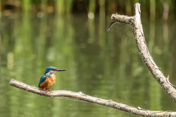 Kingfisher - RSPB Rye Meads