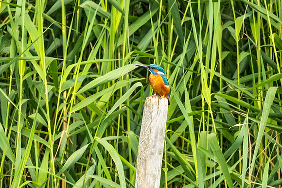 Kingfisher - RSPB Rye Meads