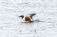 Shoverler - WT Summer Leys