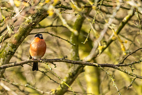 Bullfinch - WT Summer Leys