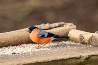 Bullfinch - WT Summer Leys
