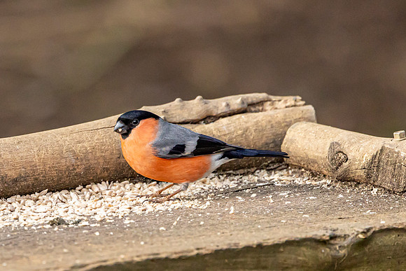 Bullfinch - WT Summer Leys