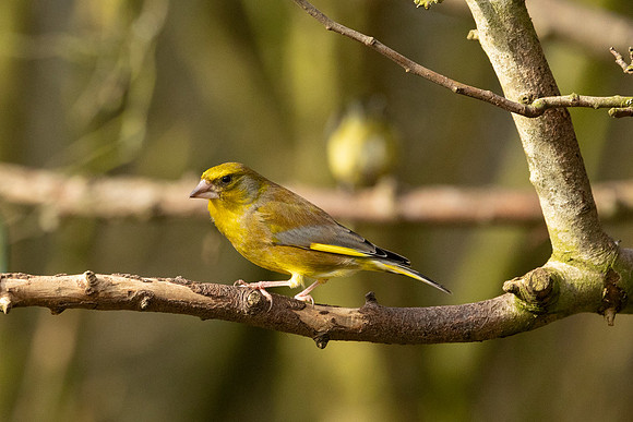 Greenfinch - WT Summer Leys