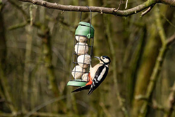 Great Spotted Woodpecker - WT Summer Leys