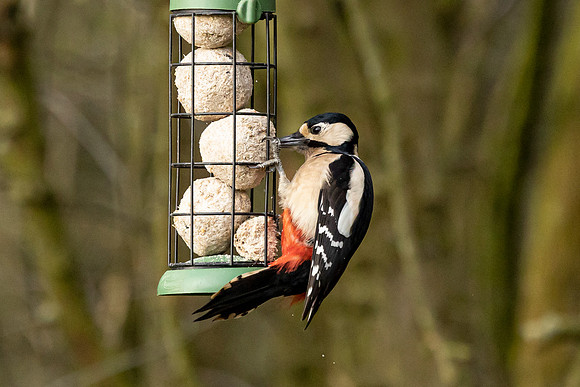 Great Spotted Woodpecker - WT Summer Leys
