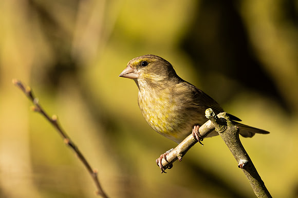 Greefinch - WT Summer Leys