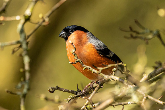 Bullfinch - WT Summer Leys